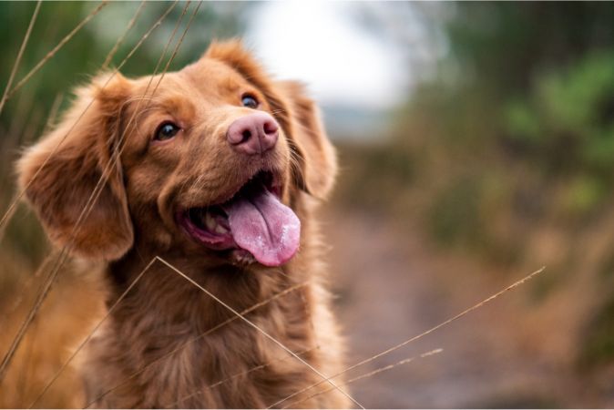 PetSafe