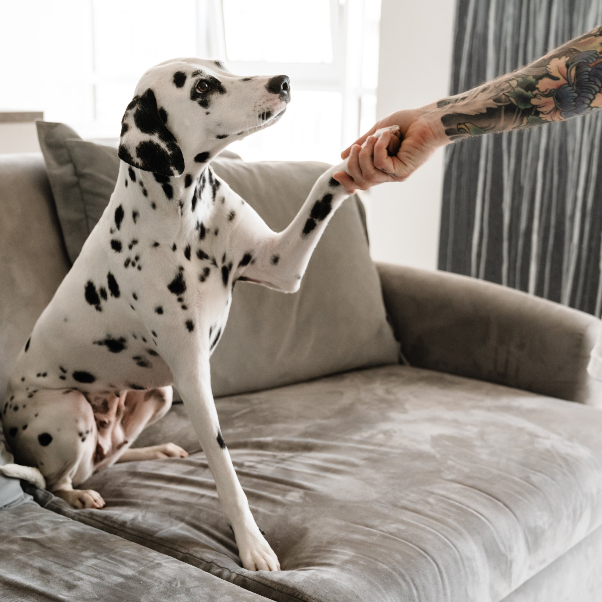 dalmatian-dog-on-couch-giving-paw-2022-03-07-16-36-04-utc