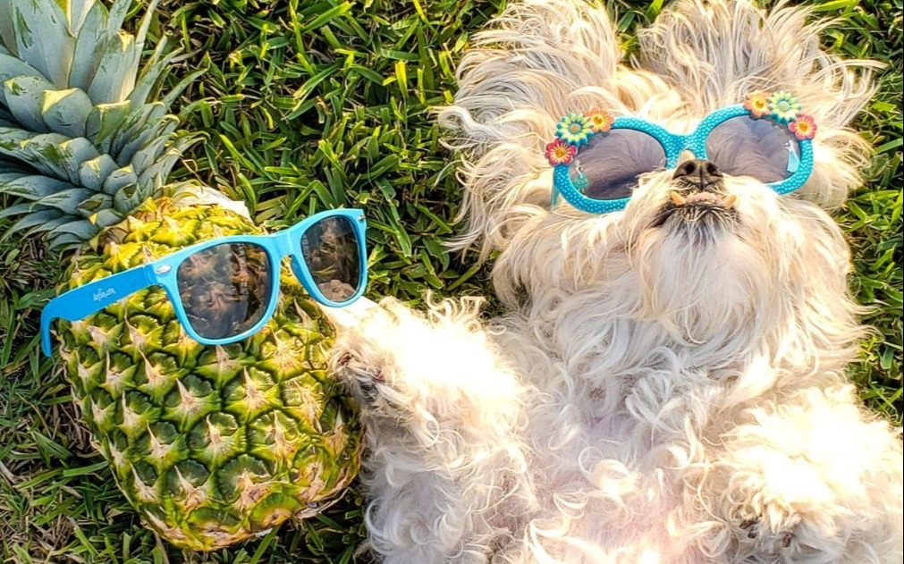 dog-vacation-photo